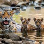 Is Ranthambore Worth Adding to Your Golden Triangle Tour? A Complete Guide