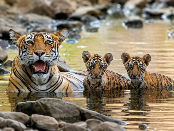 Is Ranthambore Worth Adding to Your Golden Triangle Tour? A Complete Guide