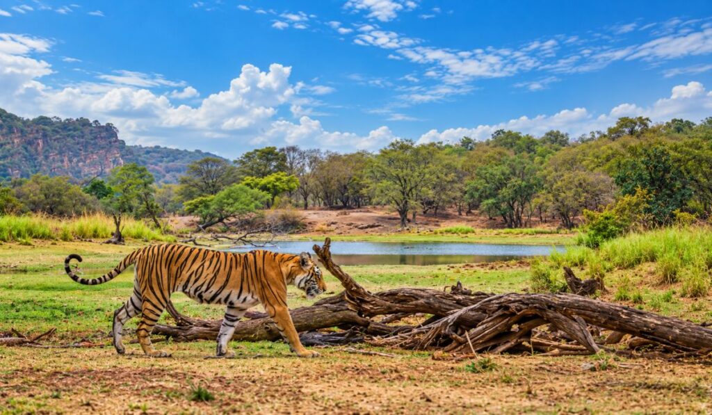 Rajasthan Tour Guide: Best Places to Visit, Travel Tips & Itinerary