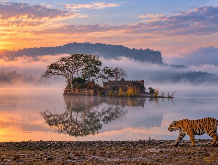 What Animals Can You See in Ranthambore National Park? A Wildlife Guide