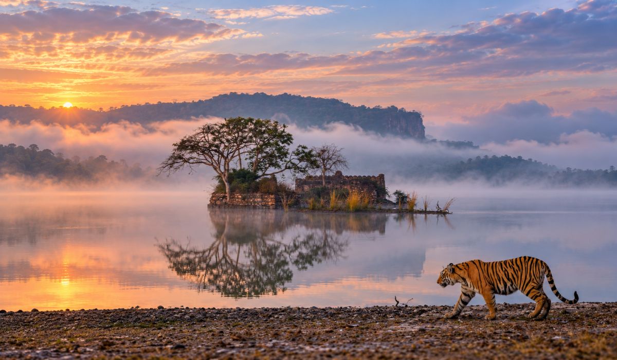 What Animals Can You See in Ranthambore National Park? A Wildlife Guide